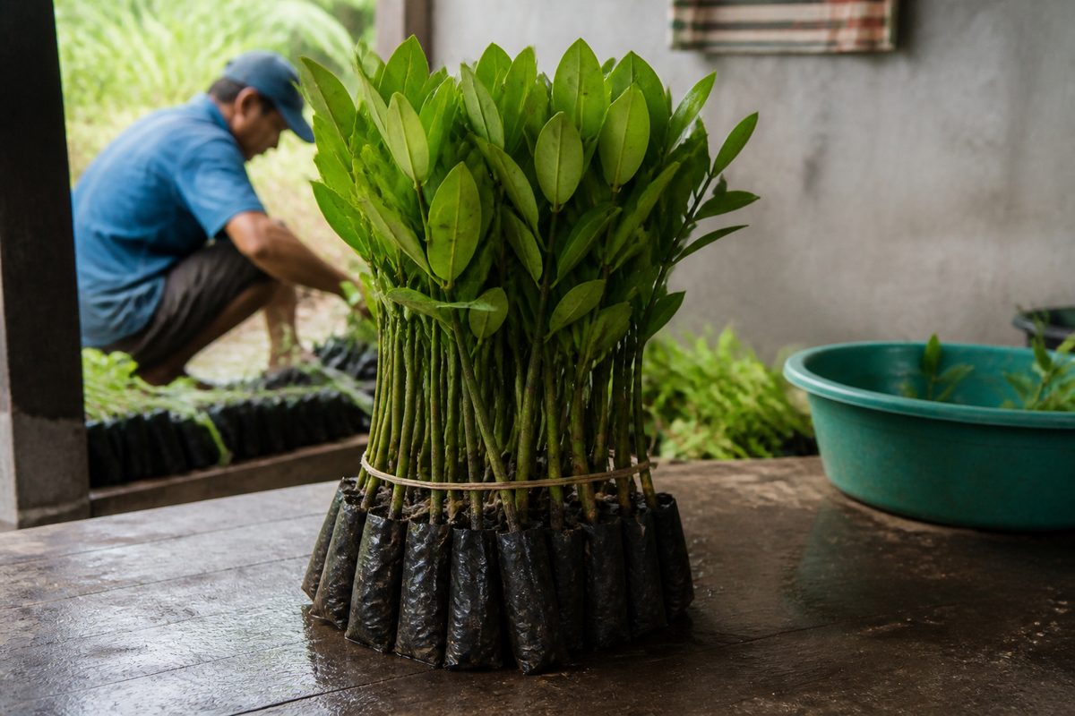 Mangrove seedling bundle shown as a single practical object in Costa Rica